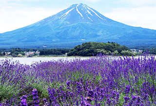 河口湖大石公園